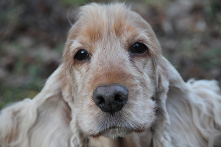 Wilma